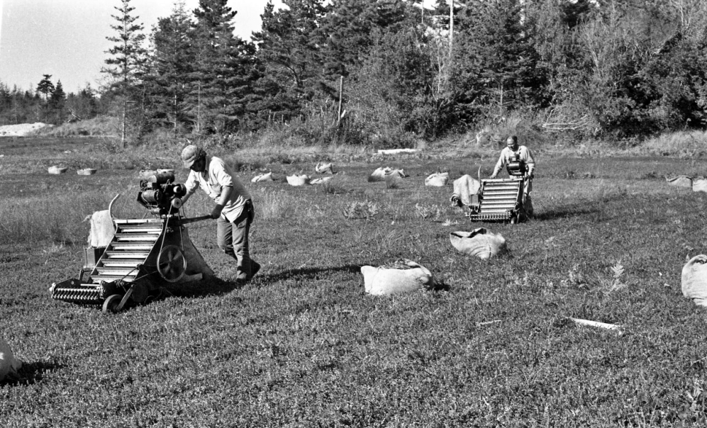 Harvesting cranberries